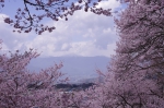 _IGP8203 _IGP8203