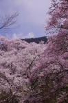 _IGP8211 _IGP8211