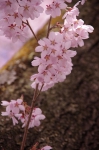 _IGP8234 _IGP8234