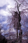 _IGP8314 _IGP8314