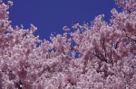 _IGP8452 _IGP8452