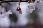 110423_suta_4 110423_suta_4