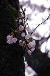 110423_suta_9 110423_suta_9