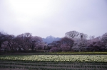 山高神代桜130329_01