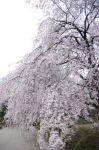 山高神代桜130329_02