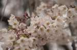 山高神代桜130329_03