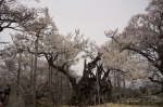 山高神代桜130329_04