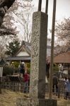 山高神代桜130329_05