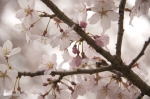 山高神代桜130329_06