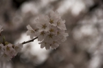 山高神代桜130329_07