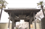 山高神代桜130329_08