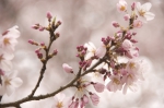 山高神代桜130329_09