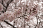 山高神代桜130329_10