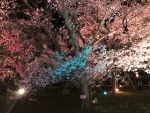 高遠城址公園