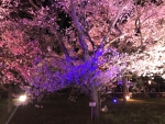 高遠城址公園