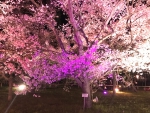 高遠城址公園