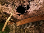 高遠城址公園