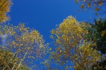 101103_bunka_1 文化の日の空