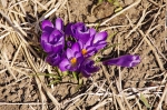 _IGP4773 _IGP4773