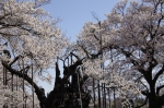 _IGP4965 _IGP4965