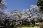 _IGP4986 _IGP4986