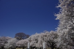 _IGP5009 _IGP5009