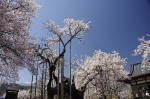 _IGP5061 _IGP5061