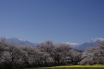 _IGP5333 _IGP5333