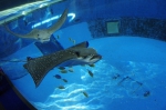 _IGP7250 _IGP7250