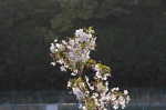 _IGP7392 _IGP7392