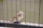 110606_tamazoo_01 多摩動物公園