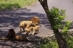 110606_tamazoo_02 多摩動物公園