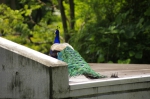 110606_tamazoo_05 多摩動物公園