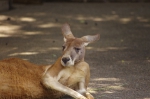 110606_tamazoo_06 多摩動物公園