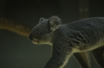 110606_tamazoo_07 多摩動物公園