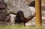 110606_tamazoo_08 多摩動物公園
