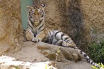 110606_tamazoo_10 多摩動物公園