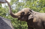 110606_tamazoo_11 多摩動物公園