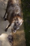 110606_tamazoo_12 多摩動物公園