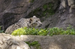 110606_tamazoo_14 多摩動物公園
