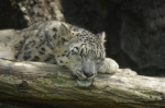 110606_tamazoo_15 多摩動物公園