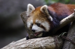 110606_tamazoo_16 多摩動物公園