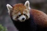 110606_tamazoo_17 多摩動物公園