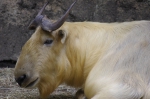 110606_tamazoo_18 多摩動物公園