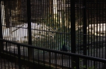 110606_tamazoo_19 多摩動物公園