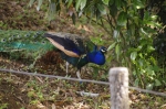110606_tamazoo_22 多摩動物公園