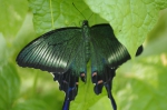 110606_tamazoo_24 多摩動物公園