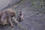 110606_tamazoo_26 多摩動物公園