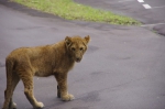 110618_tamazoo_01 多摩動物公園