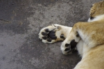 110618_tamazoo_02 多摩動物公園